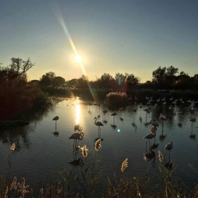 Discover Camargue - Day tour - We Travel France